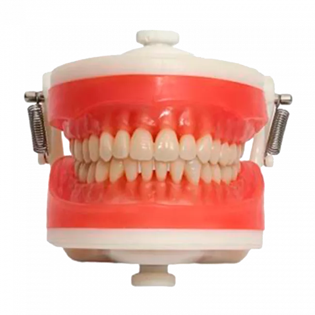Manequim Dentística Com Diferenciado Mdt096 - Pronew