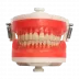 Manequim Top Dentística 4000 - Pronew